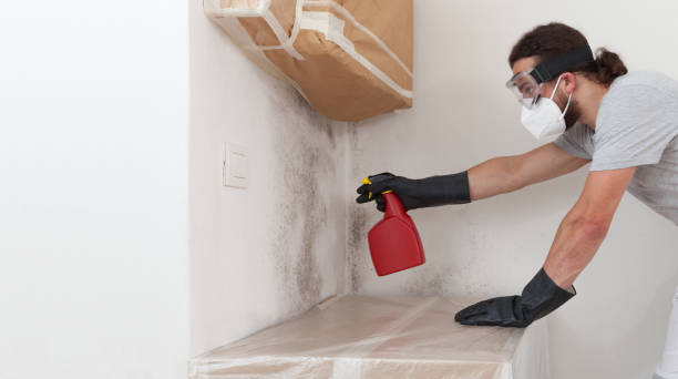 Professional Basement Mold Remediation technician working in Denton, MD