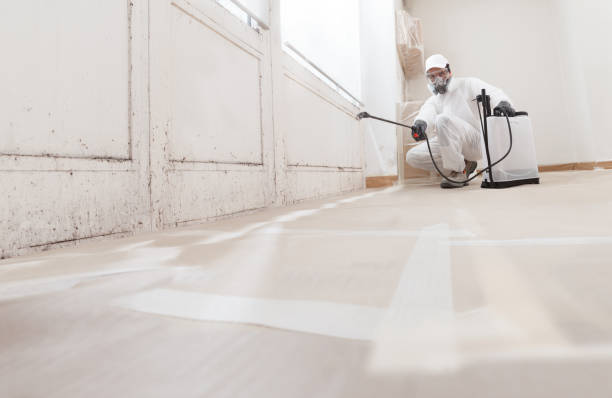 24/7 Emergency Basement Mold Remediation experts in Denton, MD
