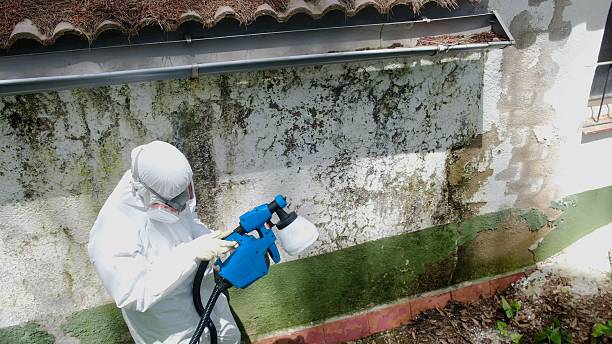 Top rated local Basement Mold Remediation specialists in Denton, MD
